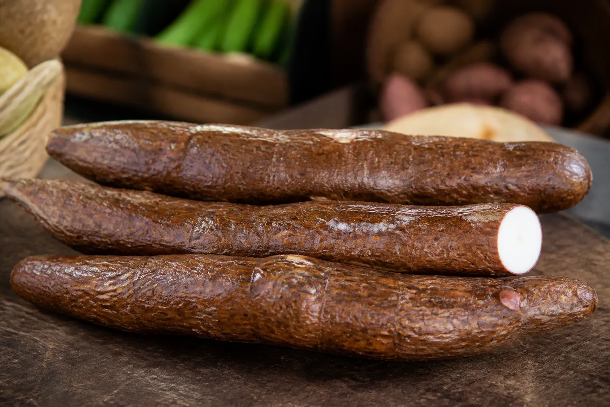 Racines de manioc frais posées sur un plan de travail en bois, peau brune cireuse entaillée à une extrémité